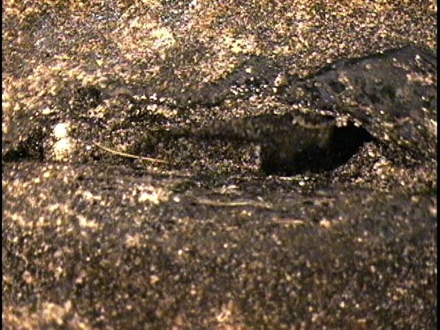 Preview image for Case 1441